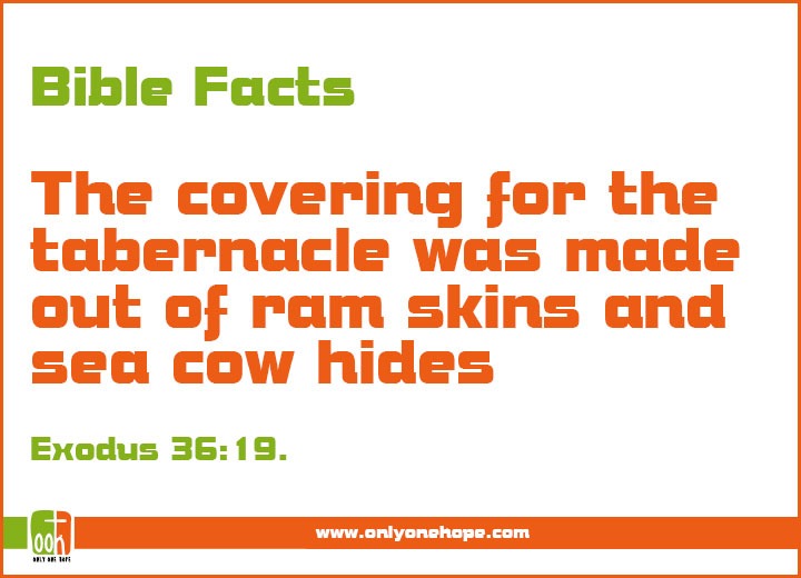 The covering for the tabernacle was made out of ram skins and sea cow hides