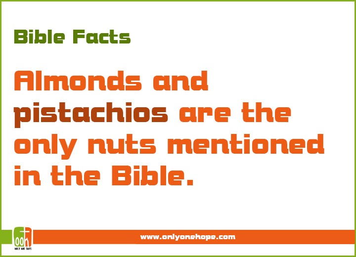 Almonds and pistachios are the only nuts mentioned in the Bible.