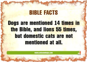 Dogs Are Mentioned 14 Times In The Bible And Lions 55 Times But Domestic Cats Are Not Mentioned At All Only One Hope
