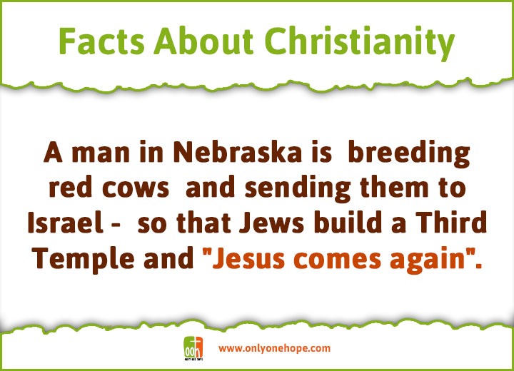 A man in Nebraska is breeding red cows and sending them to Israel - so that Jews build a Third Temple and