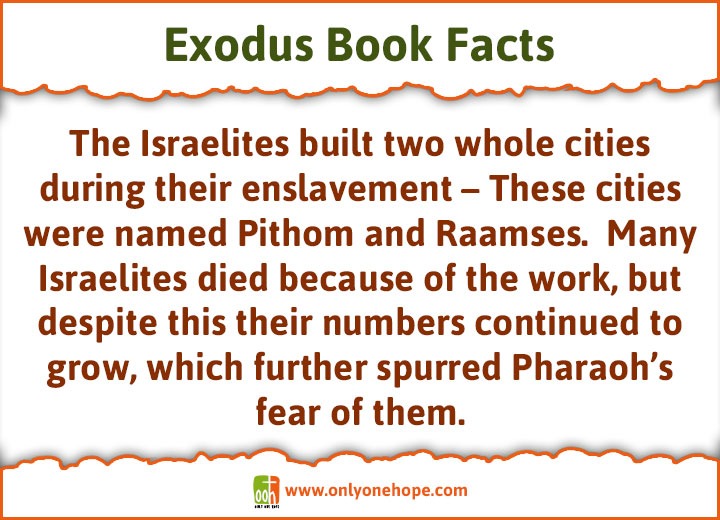The Israelites built two whole cities during their enslavement – These cities were named Pithom and Raamses. Many Israelites died because of the work, but despite this their numbers continued to grow, which further spurred Pharaoh’s fear of them.